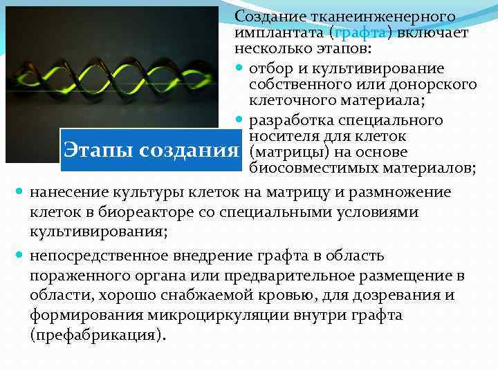 Создание тканеинженерного имплантата (графта) включает несколько этапов: отбор и культивирование собственного или донорского клеточного