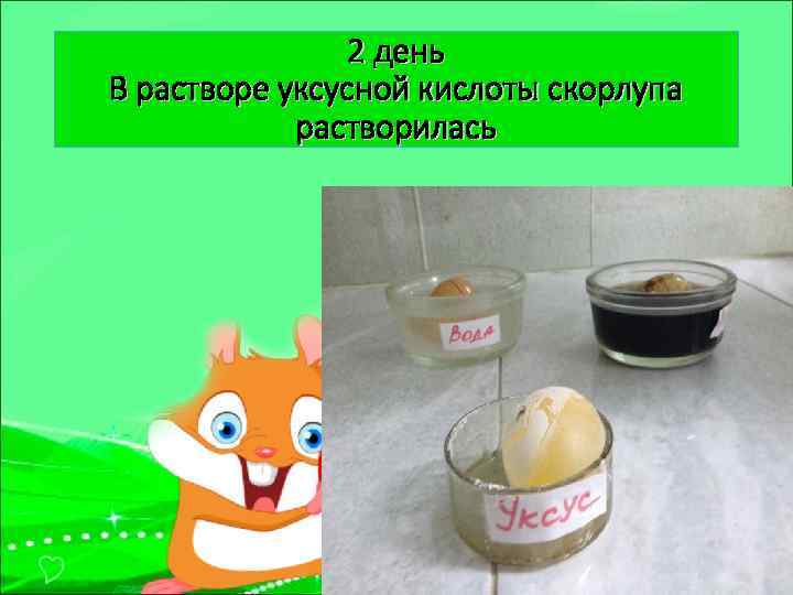 2 день В растворе уксусной кислоты скорлупа растворилась 