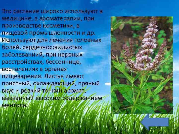 Это растение широко используют в медицине, в ароматерапии, при производстве косметики, в пищевой промышленности