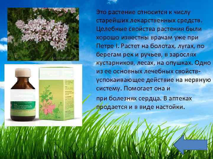 Это растение относится к числу старейших лекарственных средств. Целебные свойства растения были хорошо известны