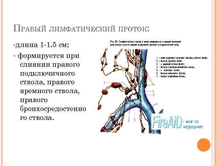 Схема образования лимфатических протоков