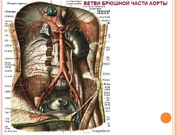 Вены и артерии человека фото