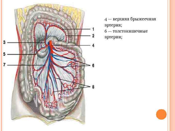 4 — верхняя брыжеечная артерия; 6 — толстокишечные артерии; 