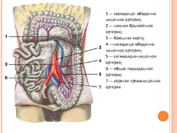 Брыжеечная артерия