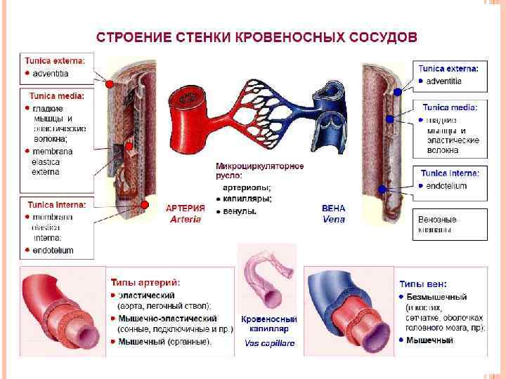 Схема большого круга кровообращения артерии с обозначениями