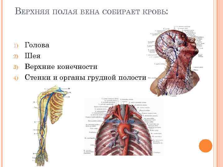 ВЕРХНЯЯ ПОЛАЯ ВЕНА СОБИРАЕТ КРОВЬ: 1) 2) 3) 4) Голова Шея Верхние конечности Стенки