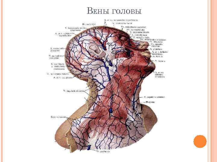 ВЕНЫ ГОЛОВЫ 
