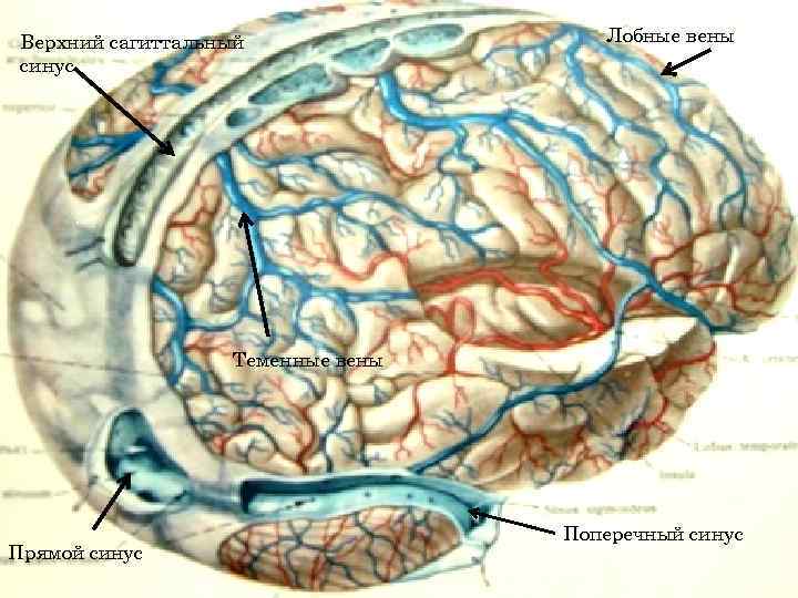 Венозный синус это. Вены верхнего сагиттального синуса. Вены поперечного синуса. Теменные эмиссарные вены.