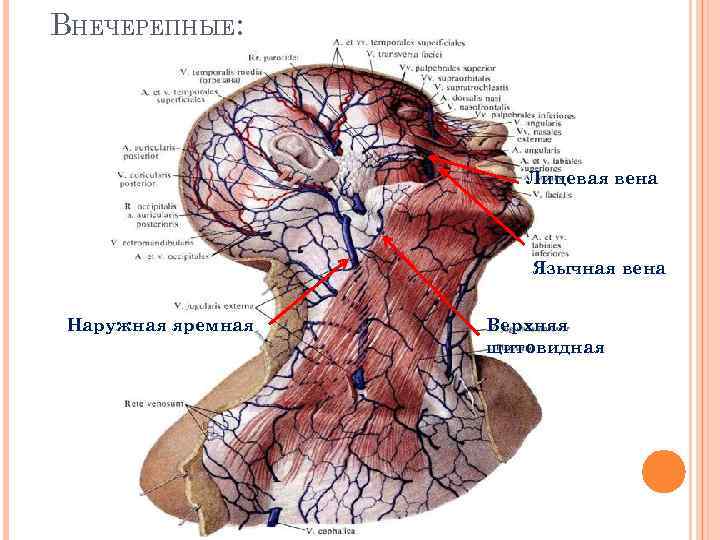 Внутренняя яремная вена схема