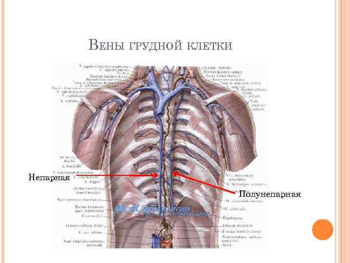 Вены грудной полости схема