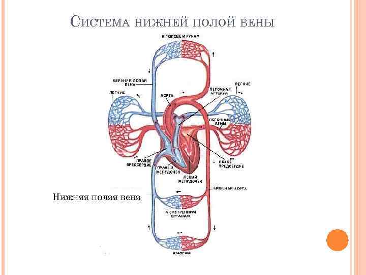 Нижняя полая Вена круг кровообращения. Кровообращение и лимфообращение. Артерии и вены большого круга кровообращения. Вены большого круга.