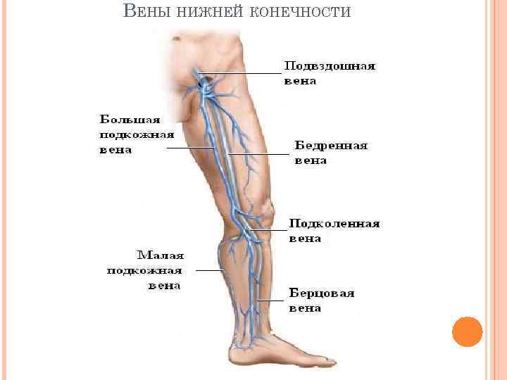 Карта вен нижних конечностей. Бедренные вены нижних конечностей анатомия. Глубокие вены нижних конечностей анатомия схема. Сосуды и вены нижних конечностей анатомия.