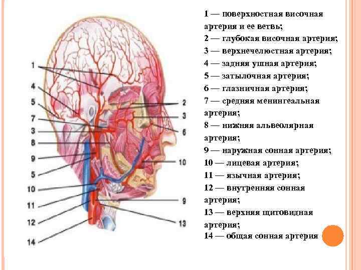 1 — поверхностная височная артерия и ее ветвь; 2 — глубокая височная артерия; 3