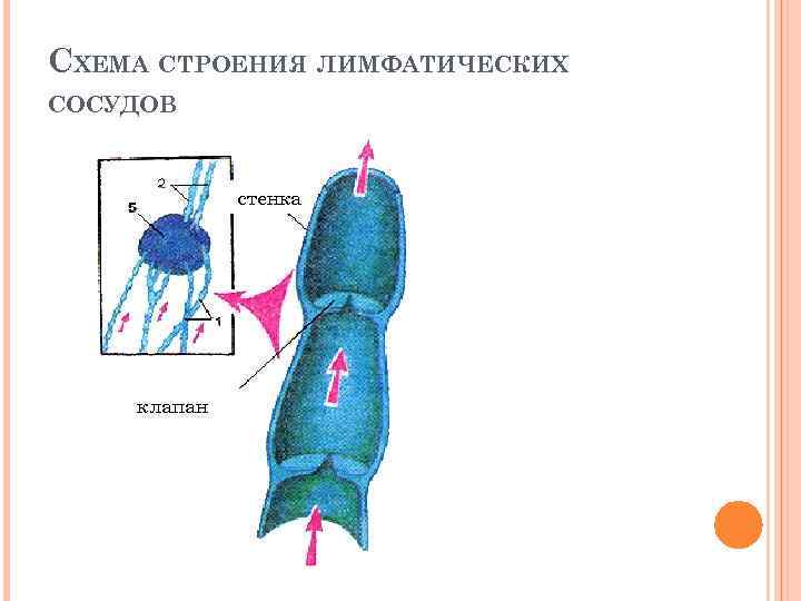 СХЕМА СТРОЕНИЯ ЛИМФАТИЧЕСКИХ СОСУДОВ стенка клапан 