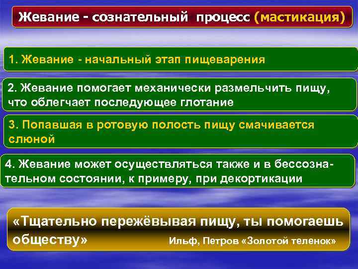 Сознательный процесс. Жевание физиология. Процесс жевания физиология. Этапы жевания.