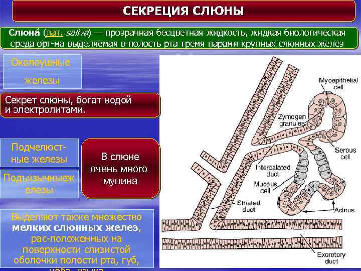 СЕКРЕЦИЯ СЛЮНЫ Слюна (лат. saliva) — прозрачная бесцветная жидкость, жидкая биологическая среда орг-ма выделяемая