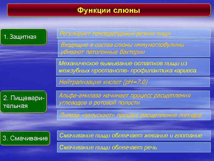 Функции слюны 1. Защитная Регулирует температурный режим пищи Входящие в состав слюны иммуноглобулины убивают