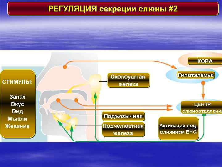 РЕГУЛЯЦИЯ секреции слюны #2 КОРА СТИМУЛЫ: Запах Вкус Вид Мысли Жевание Околоушная железа Подъязычная