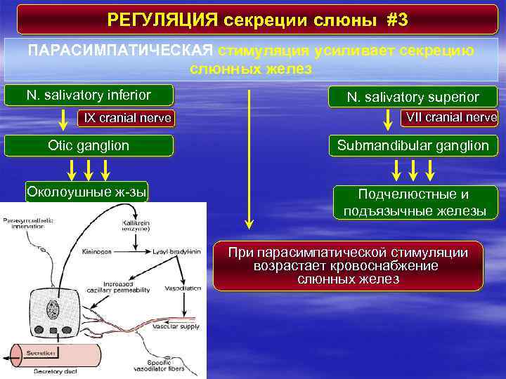 РЕГУЛЯЦИЯ секреции слюны #3 ПАРАСИМПАТИЧЕСКАЯ стимуляция усиливает секрецию слюнных желез N. salivatory inferior IX