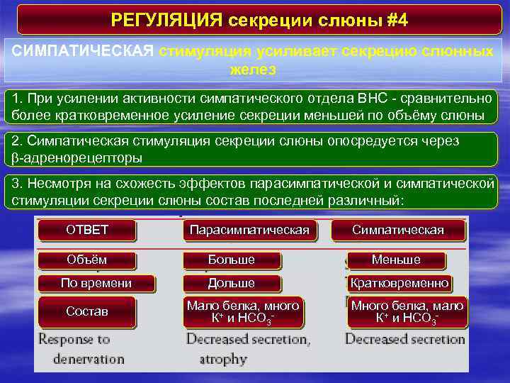 РЕГУЛЯЦИЯ секреции слюны #4 СИМПАТИЧЕСКАЯ стимуляция усиливает секрецию слюнных желез 1. При усилении активности