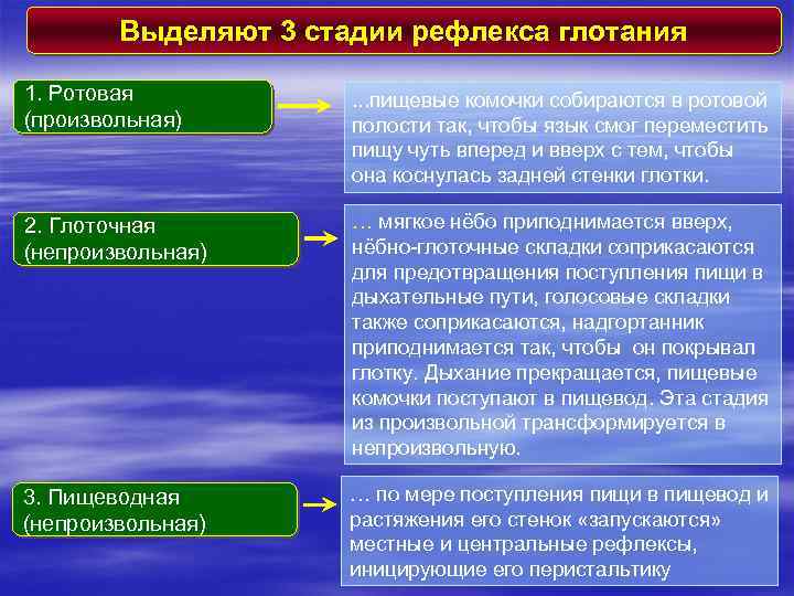 Выделяют 3 стадии рефлекса глотания 1. Ротовая (произвольная) . . . пищевые комочки собираются