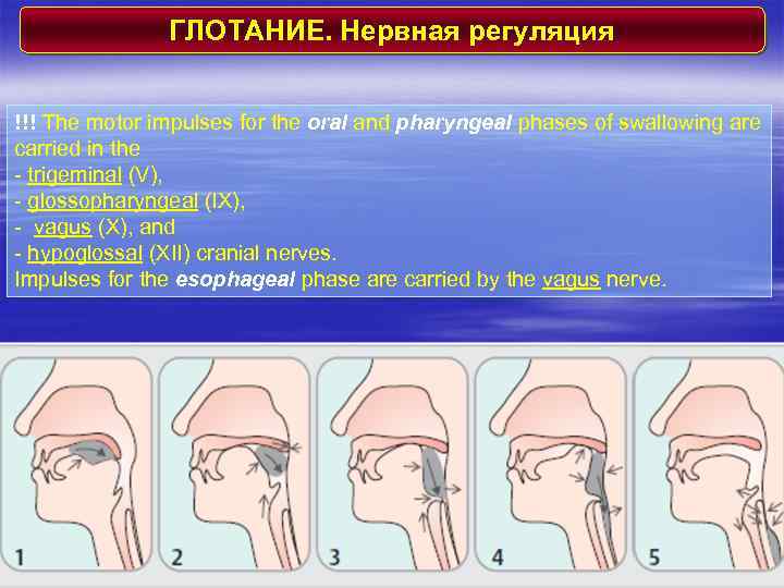 Акт глотания