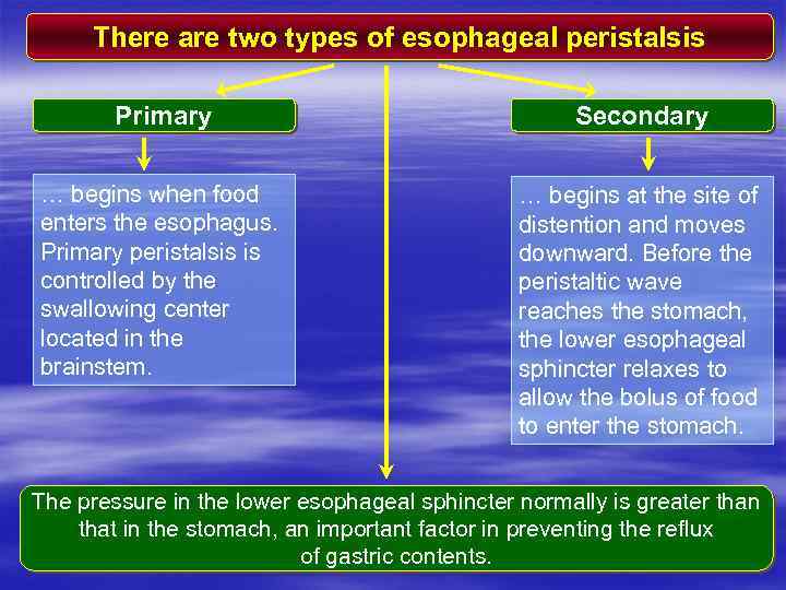 There are two types of esophageal peristalsis Primary Secondary … begins when food enters