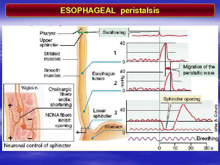 ESOPHAGEAL peristalsis 