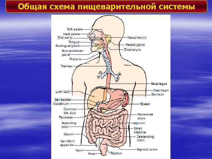 Общая схема пищеварительной системы 