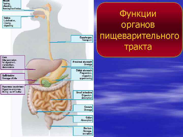 Функции органов пищеварительного тракта 