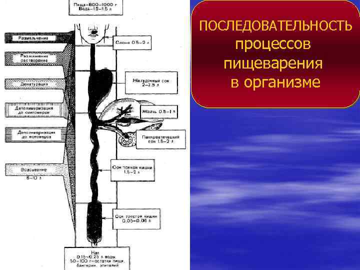 ПОСЛЕДОВАТЕЛЬНОСТЬ процессов пищеварения в организме 