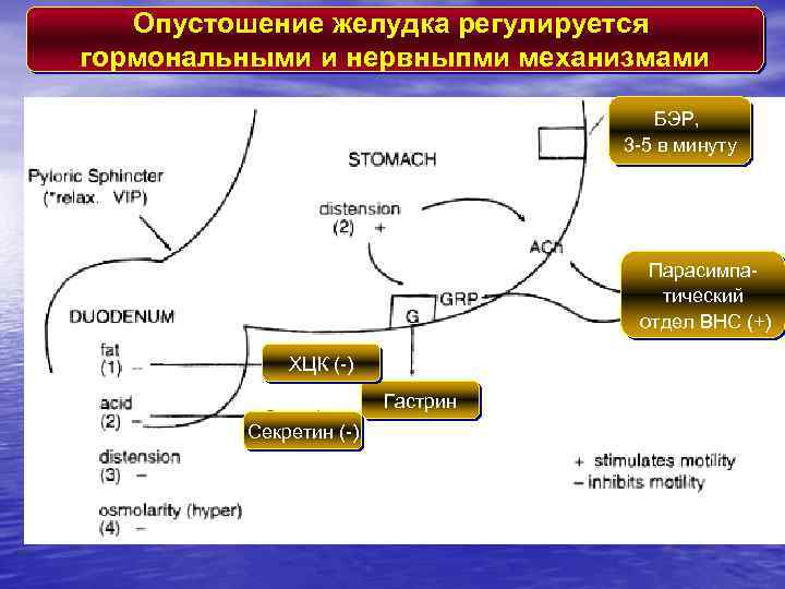 Опустошение желудка регулируется гормональными и нервныпми механизмами БЭР, 3 -5 в минуту Парасимпатический отдел