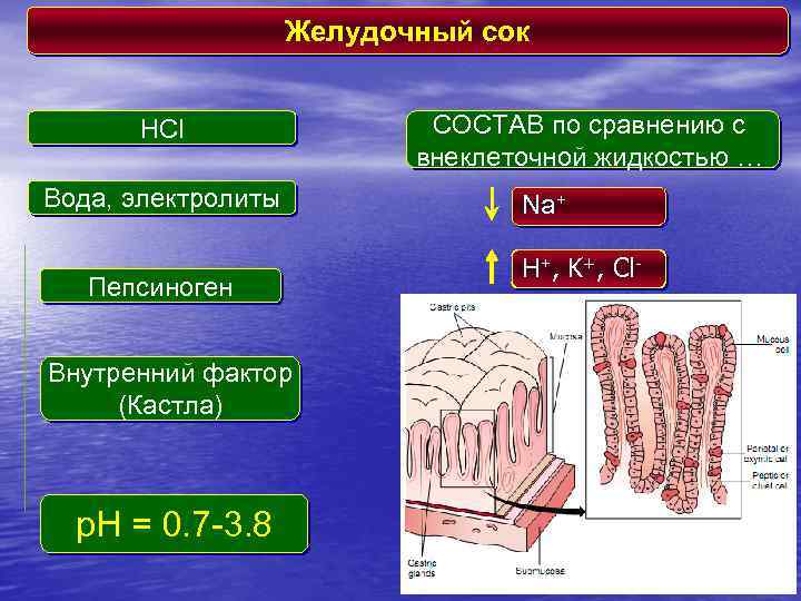 Желудочный сок HCl Вода, электролиты Пепсиноген Внутренний фактор (Кастла) p. H = 0. 7