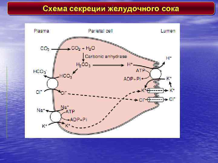 Желудочная фаза желудочной секреции схема