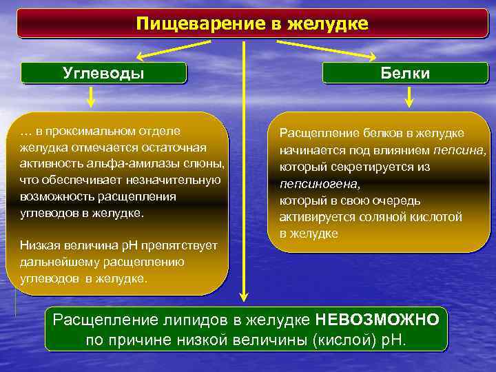 Пищеварение в желудке Углеводы … в проксимальном отделе желудка отмечается остаточная активность альфа-амилазы слюны,