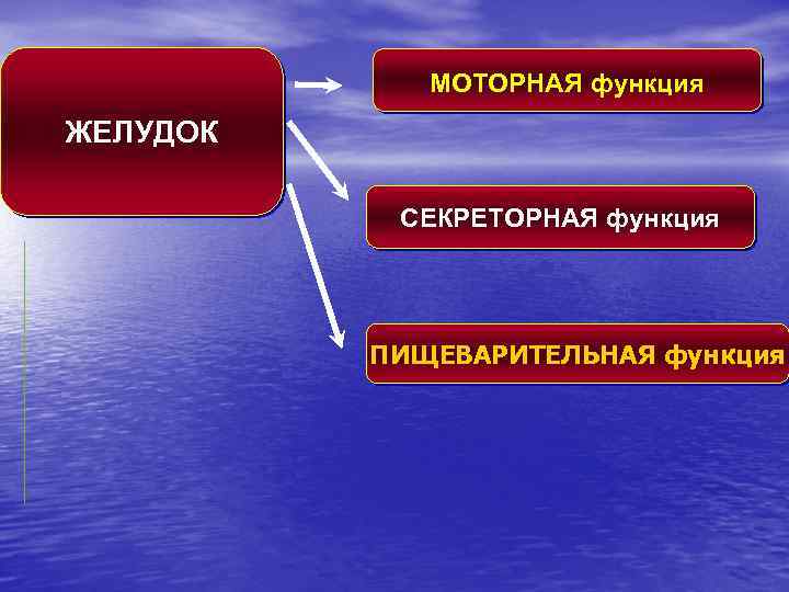 МОТОРНАЯ функция ЖЕЛУДОК СЕКРЕТОРНАЯ функция ПИЩЕВАРИТЕЛЬНАЯ функция 