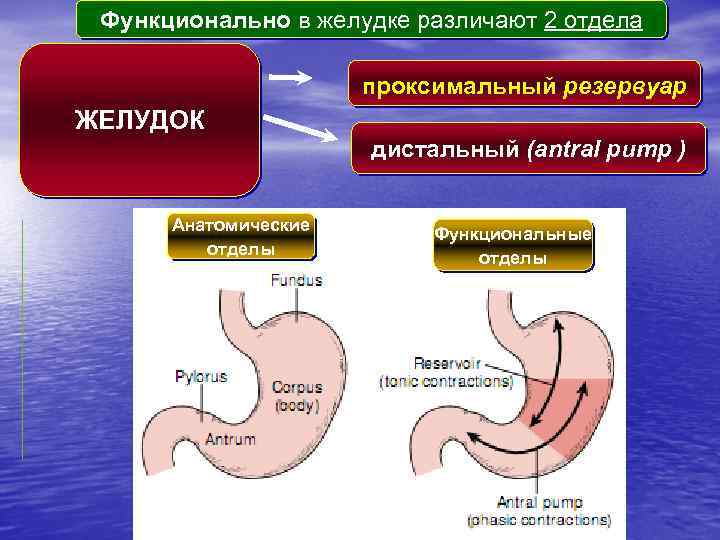 Функционально в желудке различают 2 отдела проксимальный резервуар ЖЕЛУДОК дистальный (antral pump ) Анатомические