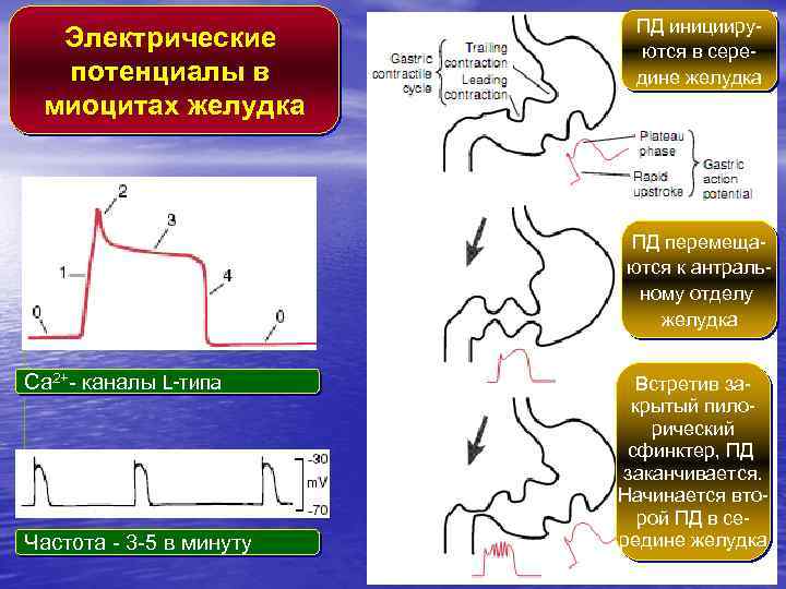 Электрические потенциалы в миоцитах желудка ПД инициируются в середине желудка ПД перемещаются к антральному