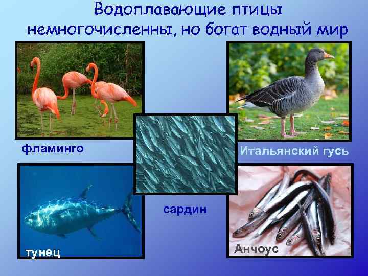 Водоплавающие птицы немногочисленны, но богат водный мир фламинго Итальянский гусь сардин тунец Анчоус 