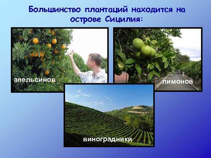 Большинство плантаций находится на острове Сицилия: апельсинов лимонов виноградники 