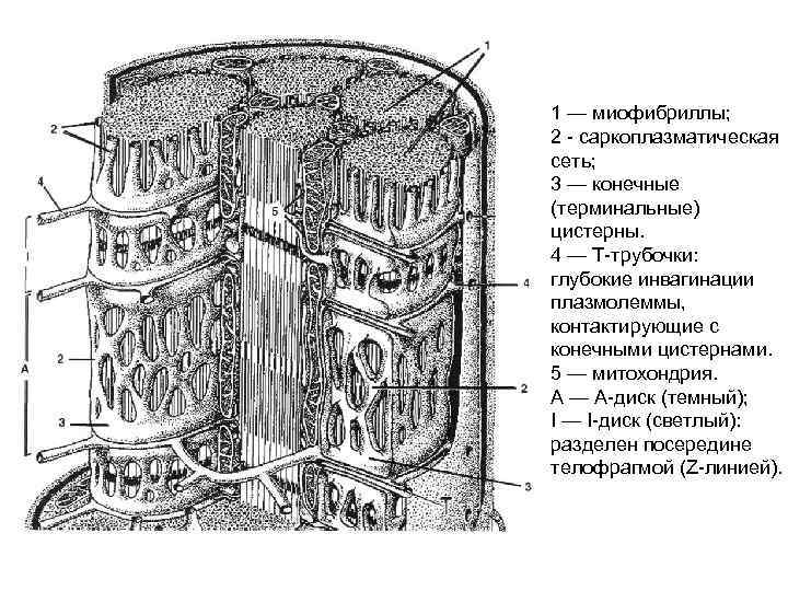 1 — миофибриллы; 2 - саркоплазматическая сеть; 3 — конечные (терминальные) цистерны. 4 —