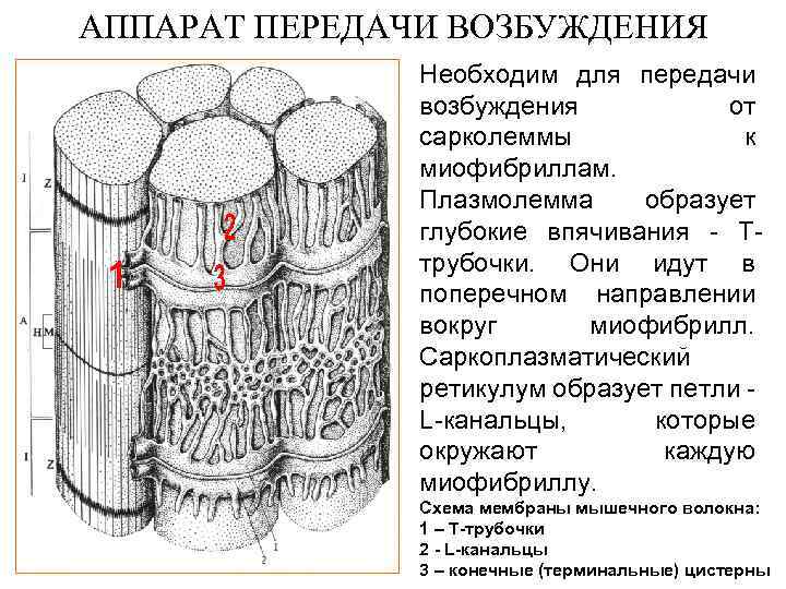 АППАРАТ ПЕРЕДАЧИ ВОЗБУЖДЕНИЯ Необходим для передачи возбуждения от сарколеммы к миофибриллам. Плазмолемма образует глубокие