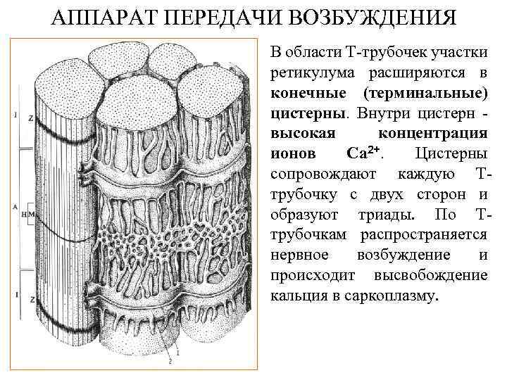 АППАРАТ ПЕРЕДАЧИ ВОЗБУЖДЕНИЯ В области Т-трубочек участки ретикулума расширяются в конечные (терминальные) цистерны. Внутри