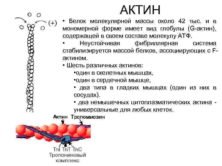 Масса белка. Актин структура белка. Строение белков актина. Актин функция белка. Актин строение и функции.