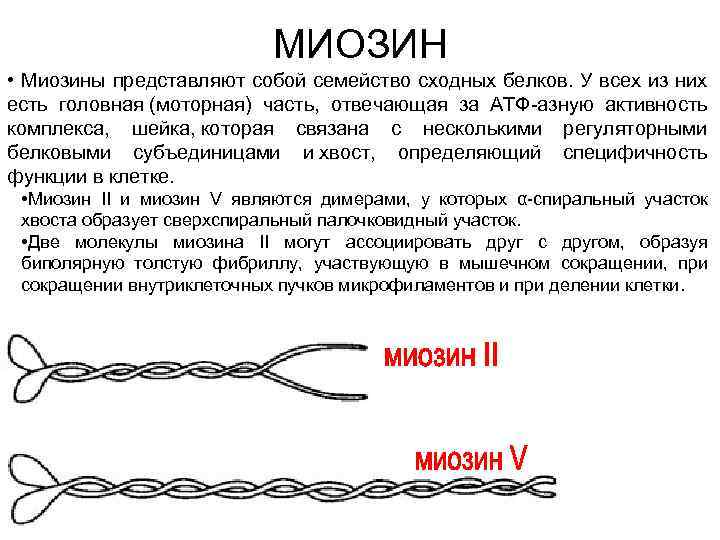 Миозин входит в состав