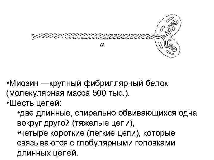 Белок миозин. Структура миозина. Строение миозина. Миозин функция. Легкие и тяжелые цепи миозина.