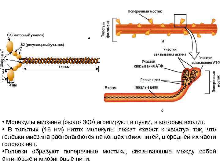  • Молекулы миозина (около 300) агрегируют в пучки, в которые входит. • В