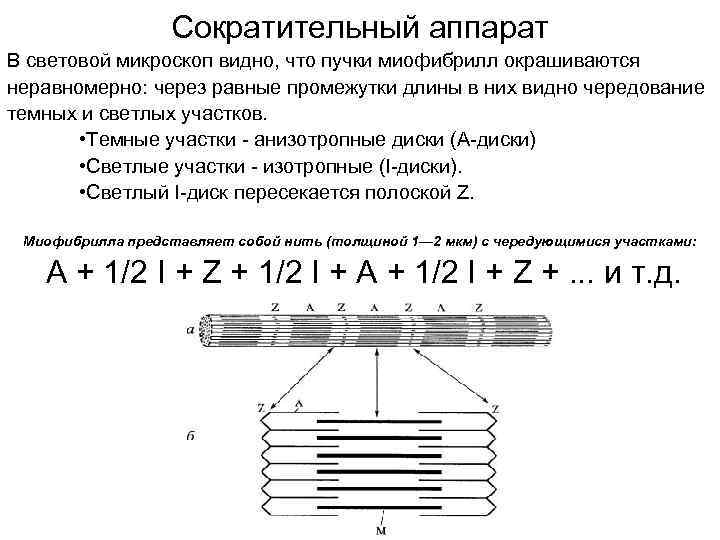 Сократительный аппарат В световой микроскоп видно, что пучки миофибрилл окрашиваются неравномерно: через равные промежутки