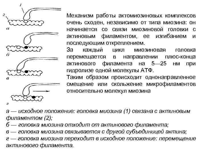 Механизм работы актомиозиновых комплексов очень сходен, независимо от типа миозина: он начинается со связи