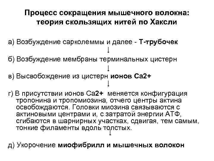 Процесс сокращения мышечного волокна: теория скользящих нитей по Хаксли а) Возбуждение сарколеммы и далее